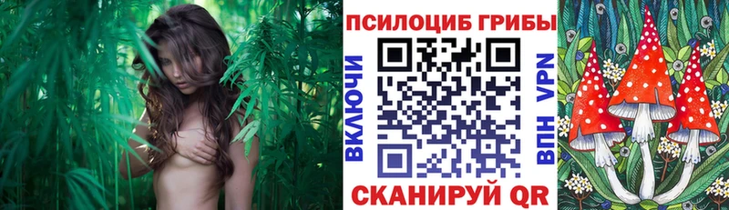 Галлюциногенные грибы Psilocybine cubensis  Усинск 